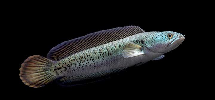 Yuk Lihat Ikan Gabus Hias Yang Tahan Banting, Hingga Mencapai Ratusan Juta