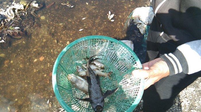 Teka teki Ikan Mati Mendadak di Anak Sungai Bengawan Solo Klaten